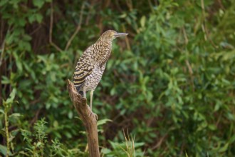 Heron sitting on a branch surrounded by greenery, Marbled Heron (Tigrisoma lineatum), Pantanal,