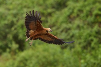 A fish hawk in lateral perspective flying over a green landscape, Fish Hawk (Busarellus