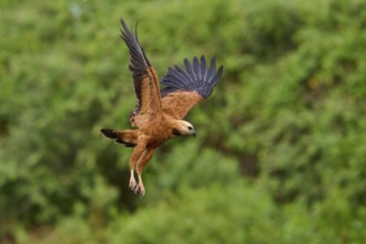 A fish hawk in lateral view flying in a green environment, fish hawk (Busarellus nigricollis),