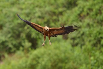 A flying fish hawk against a green background with outstretched wings, Fish Hawk (Busarellus