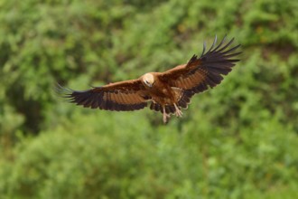 A brown fish hawk in flight with outstretched wings against a green background, Fish Hawk
