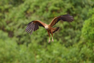 A fish hawk flies with outstretched wings in a green landscape, Fish Hawk (Busarellus nigricollis),