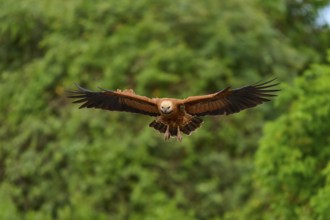 A fish hawk in flight with outstretched wings against a blurred green background, Fish Hawk