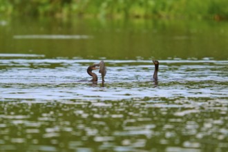 Two birds chasing a fish in the water, surrounded by green landscape, Olive Cormorant, Cormorant,