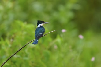 A kingfisher resting on a branch against a green, blurred background, surrounded by natural