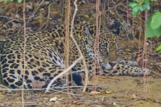 A jaguar lies attentively on the ground, surrounded by dense bushes and natural foliage, Jaguar
