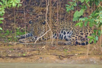A jaguar lies alert under plants and leaves, perfectly camouflaged by the natural environment,