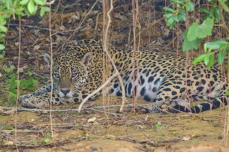 A jaguar lies relaxed in the shade under dense vegetation, protected by the canopy, Jaguar