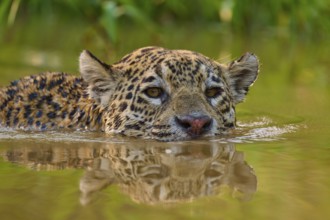 A jaguar swims through the water with an intense gaze, surrounded by natural greenery, Jaguar