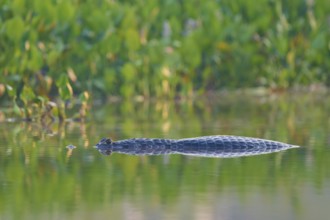 A caiman glides through calm water, with clear reflection and green surroundings, Spectacled caiman