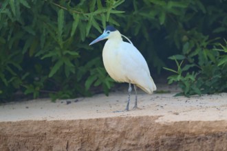 White bird with blue-green beak standing still in front of lush green foliage on sandy ground,