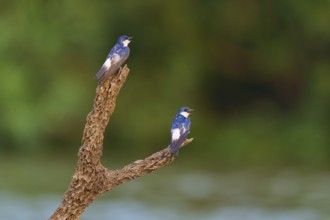 Two birds resting on a branch against a blurred green background in the wild, Cayenne Swallow