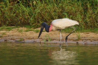 A Jabiru bird in natural surroundings, standing at the water's edge with reflection in the calm