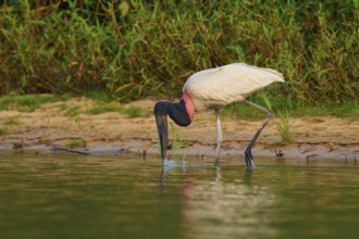 A Jabiru bird drinking water on the bank, surrounded by green thickets and peaceful nature, Jabiru