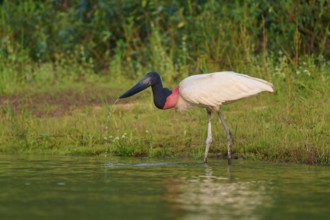 A Jabiru bird stands on the riverbank, surrounded by green vegetation and calm water at dawn,