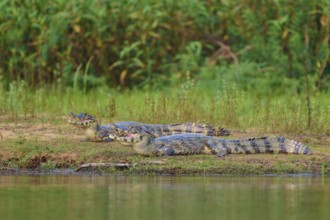 Double presence of caimans on the river bank with green plant environment, spectacled caiman