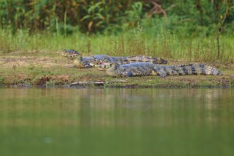 Two caimans lying on the shore, surrounded by green vegetation and calm water, spectacled caiman
