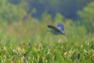 A bird flies over a landscape covered with green leaves, harmonious and peaceful atmosphere,