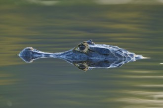 A caiman floats calmly over the still water surface with a green reflection, spectacled caiman