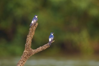Two birds sitting on a branch in front of a blurred green background in nature, Cayenne Swallow