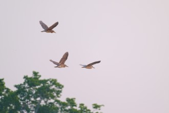 Three birds flying in the sky over green treetops in a peaceful natural environment, Night Heron