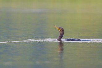 A cormorant swims in calm water surrounded by natural shades of green, Olive Cormorant, Cormorant,