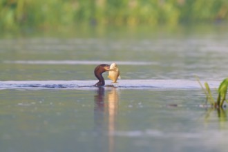 A cormorant in the water with a caught fish in its beak, Olive Cormorant, Cormorant, (Phalacrocorax