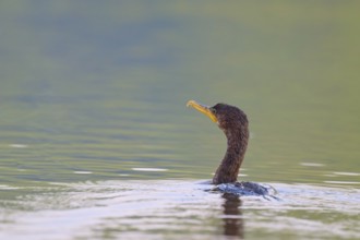 A cormorant in calm water with green surroundings, Olive Cormorant, Cormorant, (Phalacrocorax