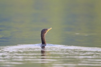 A cormorant with its head raised swimming in calm waters, Olive Cormorant, Cormorant,