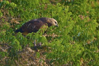A bird of prey sits in a green tree and looks attentively at its surroundings, Fish Buzzard