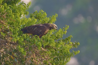A bird of prey sits on a tree with dense greenery and observes the surroundings in natural