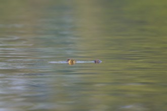 A caiman swims peacefully in the distance, in calm, greenish water, Spectacled caiman (Caiman