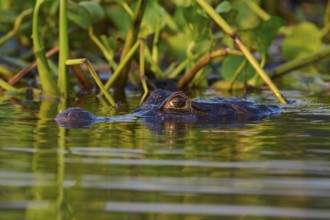 A caiman hovers in the dense green of the aquatic plants in the jungle, spectacled caiman (Caiman