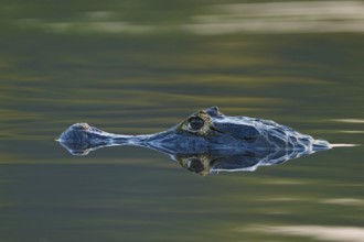 Motionless caiman head, easily visible reflection on calm water at dusk, spectacled caiman (Caiman