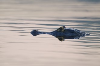Head of a caiman in calm water surface, soft light is reflected in the water, spectacled caiman
