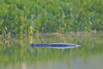 A caiman floats on the surface of the water, surrounded by lively green vegetation, Spectacled