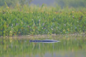 A caiman floats hidden in the water, surrounded by green vegetation and a calm atmosphere,