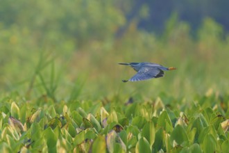 Bird in flight over a green plant landscape, peaceful and natural scene, Mongrove Heron (Butorides