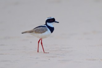 A single bird with red legs on a sandy beach, Cayenne Lapwing (Vanellus cayanus), Pantanal, Mato
