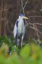 A heron resting among plants with a blurred background, Cocoi Heron (Ardea cocoi), Pantanal, Mato