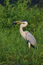 A heron stands in the dense grass with a fish in its beak, Cocoi Heron (Ardea cocoi), Pantanal,