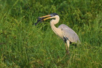 A heron has a fish in its beak in the middle of green grass, Cocoi Heron (Ardea cocoi), Pantanal,