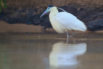 A bird with white feathers and a blue-green beak stands in the water, its reflection is visible,