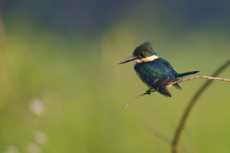 A kingfisher poses on a branch in a natural environment with a blurred background, Green Kingfisher