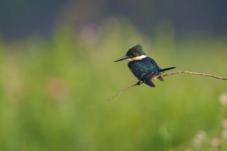 A kingfisher resting on a thin branch in front of a blurred green background, Green Kingfisher