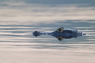 Head of a caiman on water surface, clear reflection, calm atmosphere, spectacled caiman (Caiman