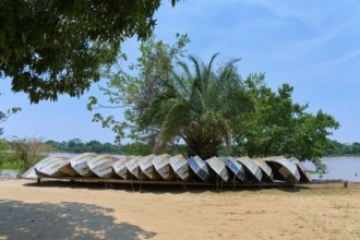 Several inverted boats are stored in the sand under a large tree in natural surroundings, Porto