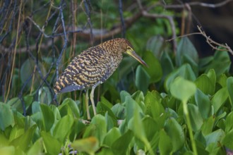A bird with brown plumage hidden in dense green foliage surrounded by branches, Marbled Heron