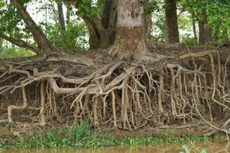 Exposed tree roots on the shore that form a dense natural structure in the forest, Porto Jofre,