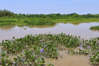 A marshland with calm water and flowering aquatic plants under a blue sky, Porto Jofre, Pantanal,